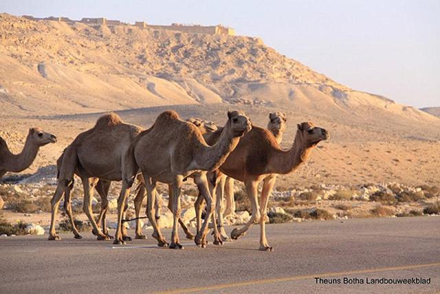 Desert View Arad Bagian luar foto